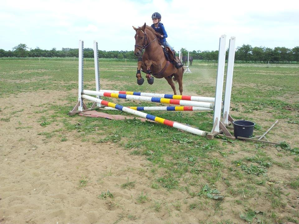 Anden særlig race Mr. Darwin billede 16