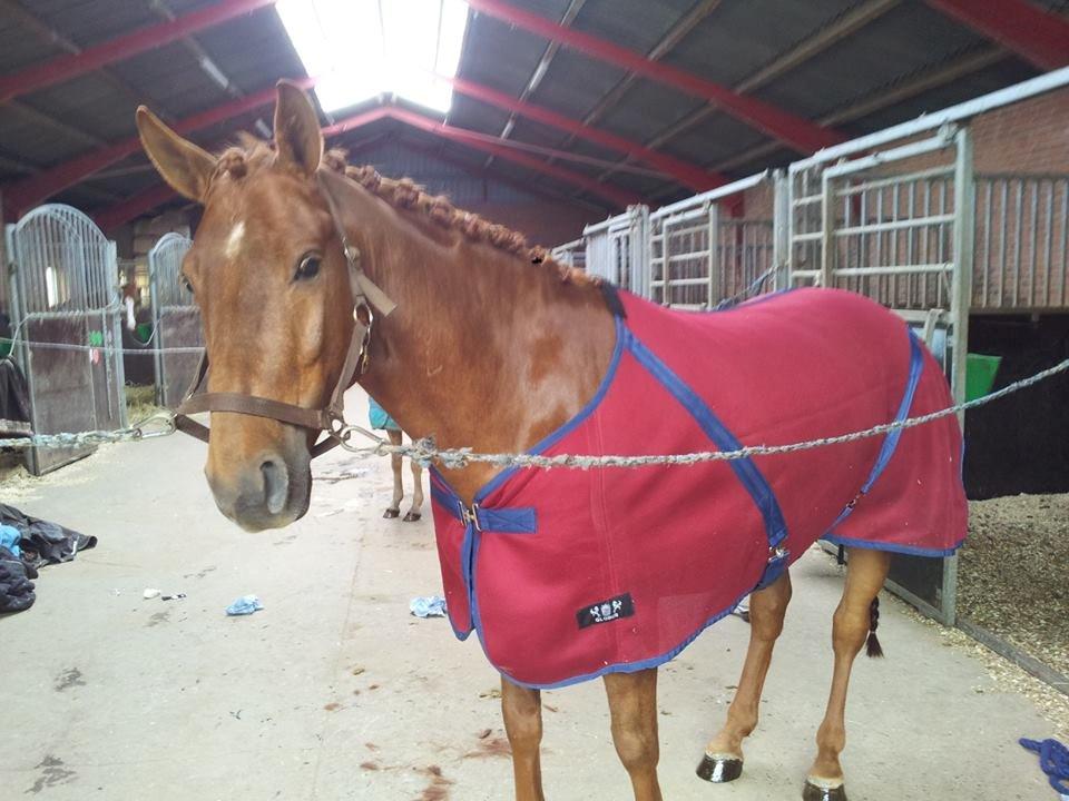 Anden særlig race Mr. Darwin - Inden vi tog til første stævne !
SMUKKE!! <3 billede 17