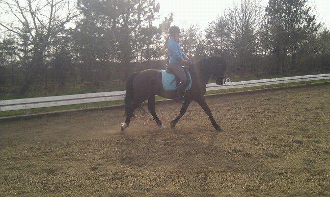 Anden særlig race Armani - Mig og Armani til undervisning  billede 3