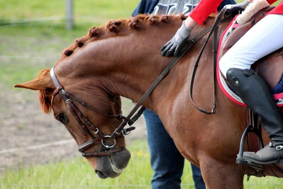 Anden særlig race Mr. Darwin - Første stævne <3 billede 11