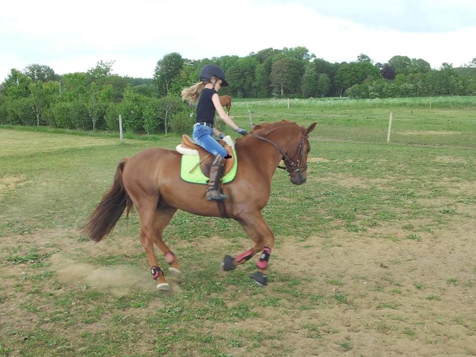 Anden særlig race Mr. Darwin - Dressurtræning d 11 Juni billede 19
