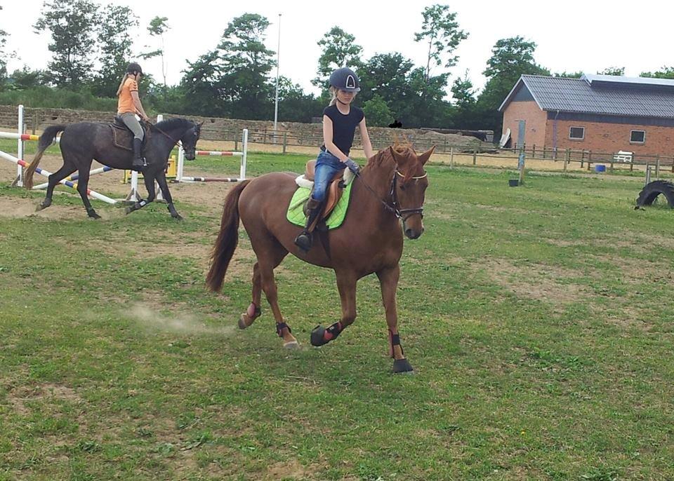 Anden særlig race Mr. Darwin - Dressurtræning d 11 Juni billede 20