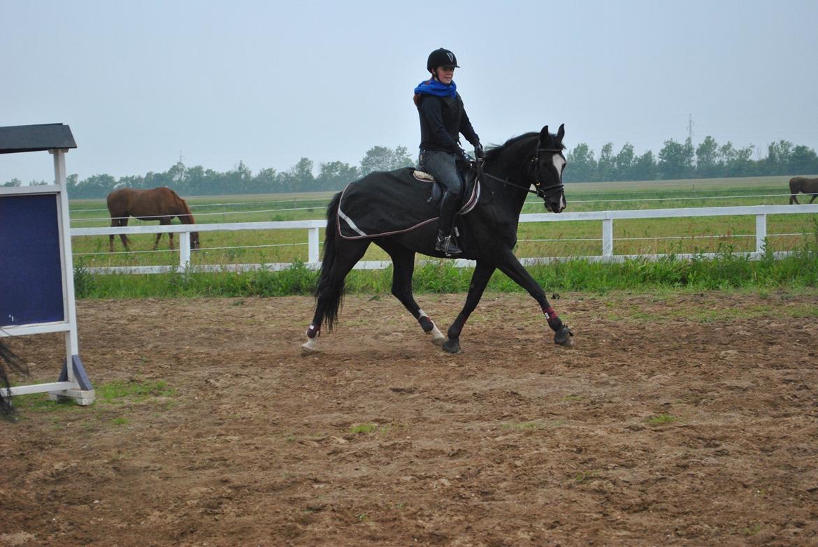 Anden særlig race Beauty "BÆSTET"  <3 billede 13