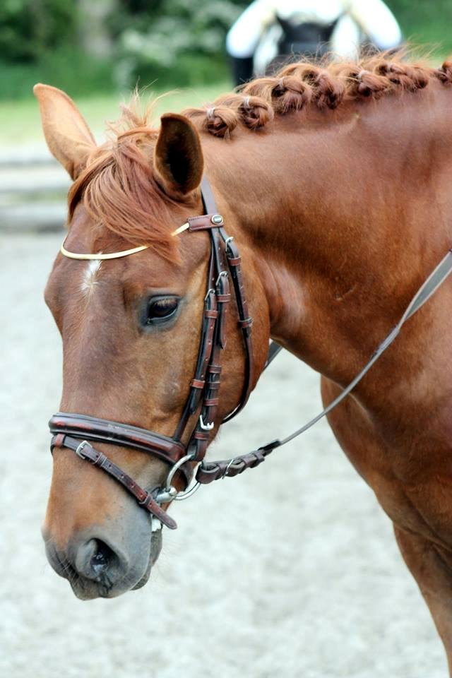 Anden særlig race Mr. Darwin - Verdens smukkeste pony! billede 7