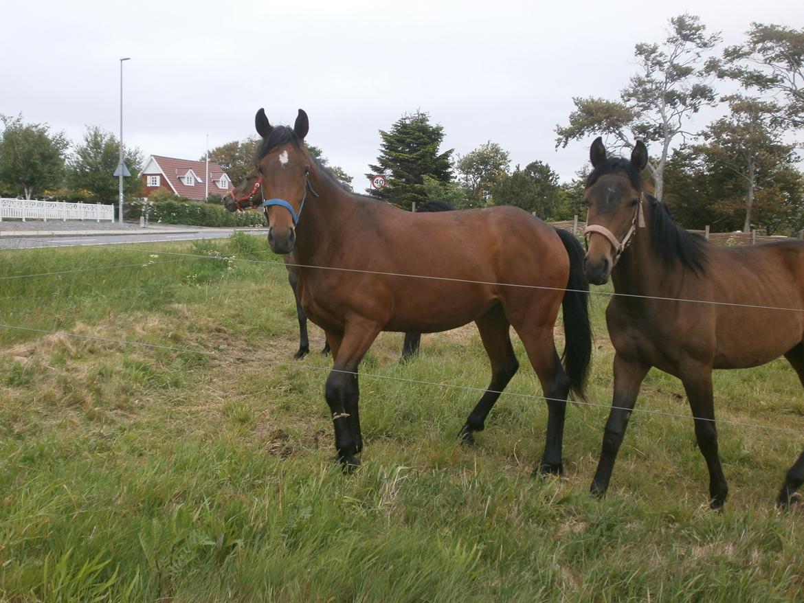 Dansk Varmblod Magnifique - juni 2013 billede 9