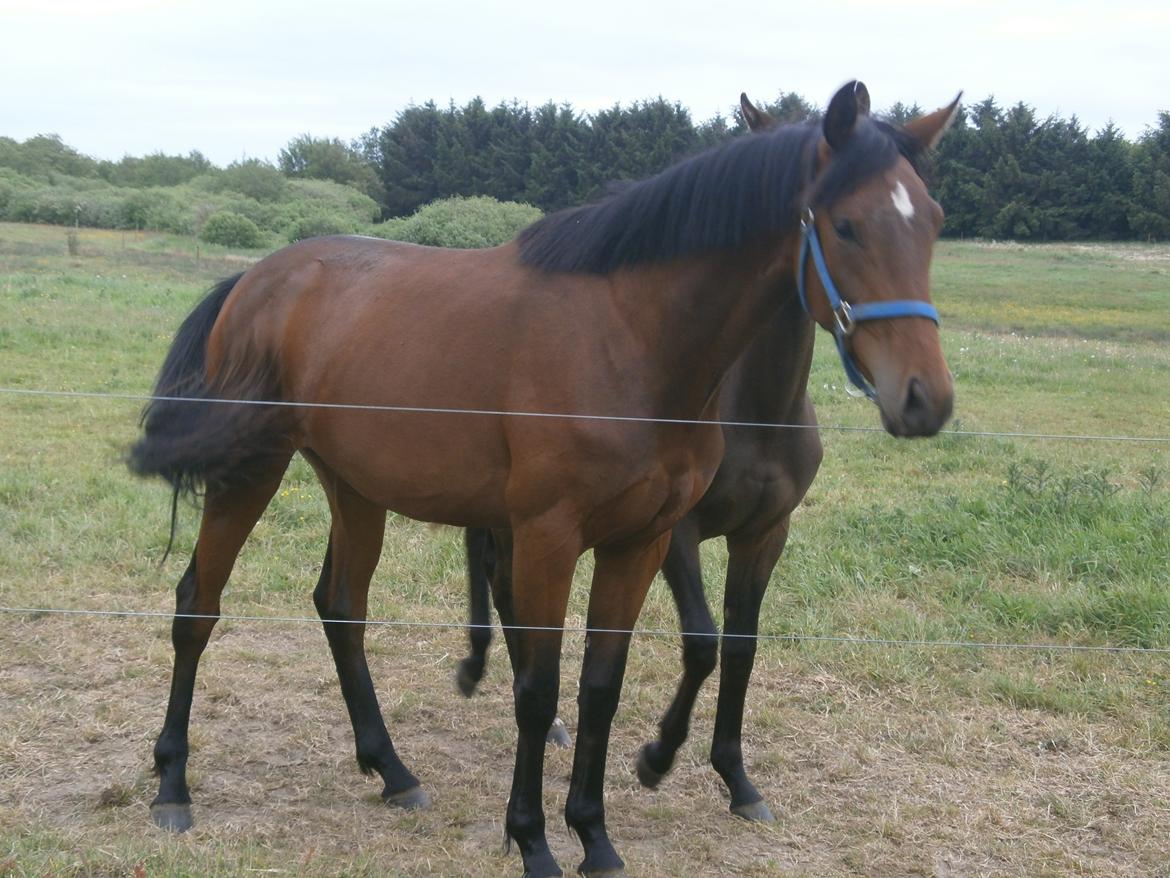 Dansk Varmblod Magnifique - juni 2013 billede 10