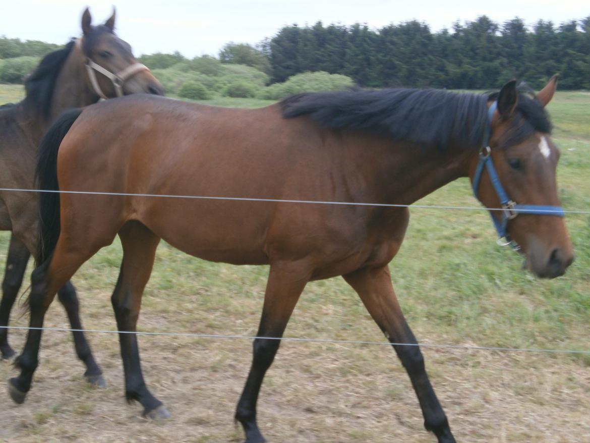 Dansk Varmblod Magnifique - juni 2013 billede 11