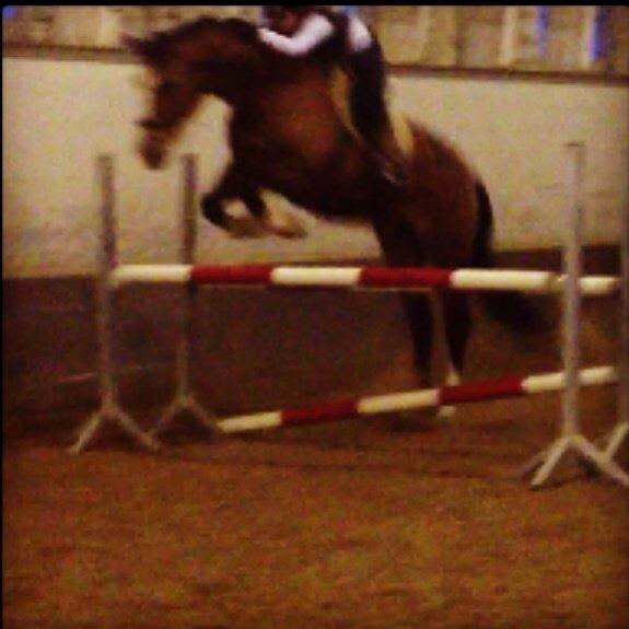 Svensk Varmblod Cadette billede 8