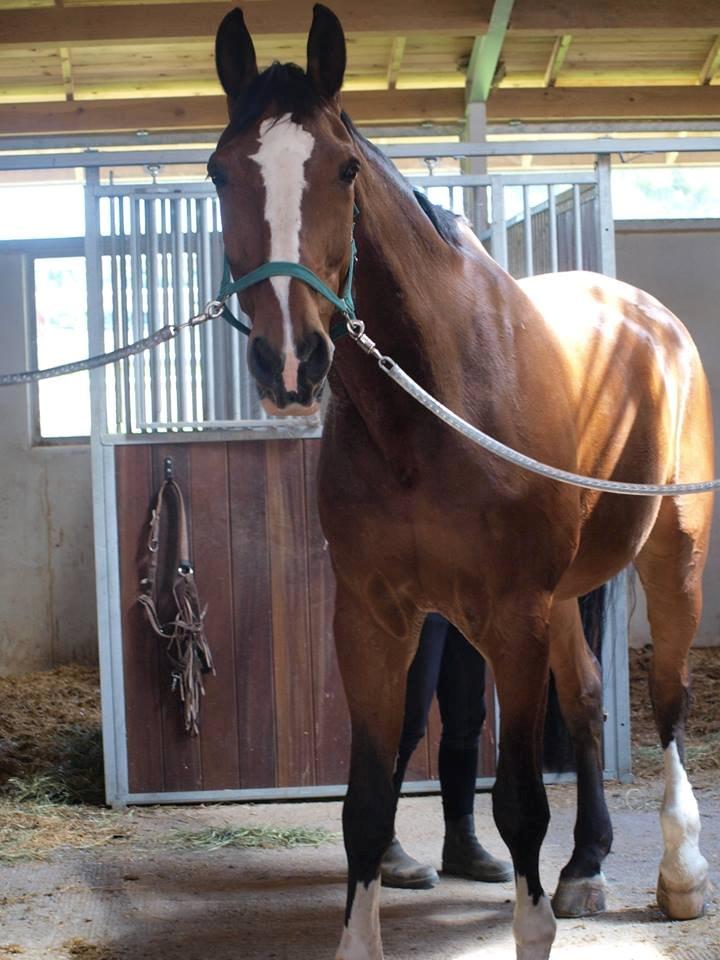 Svensk Varmblod Cadette billede 4
