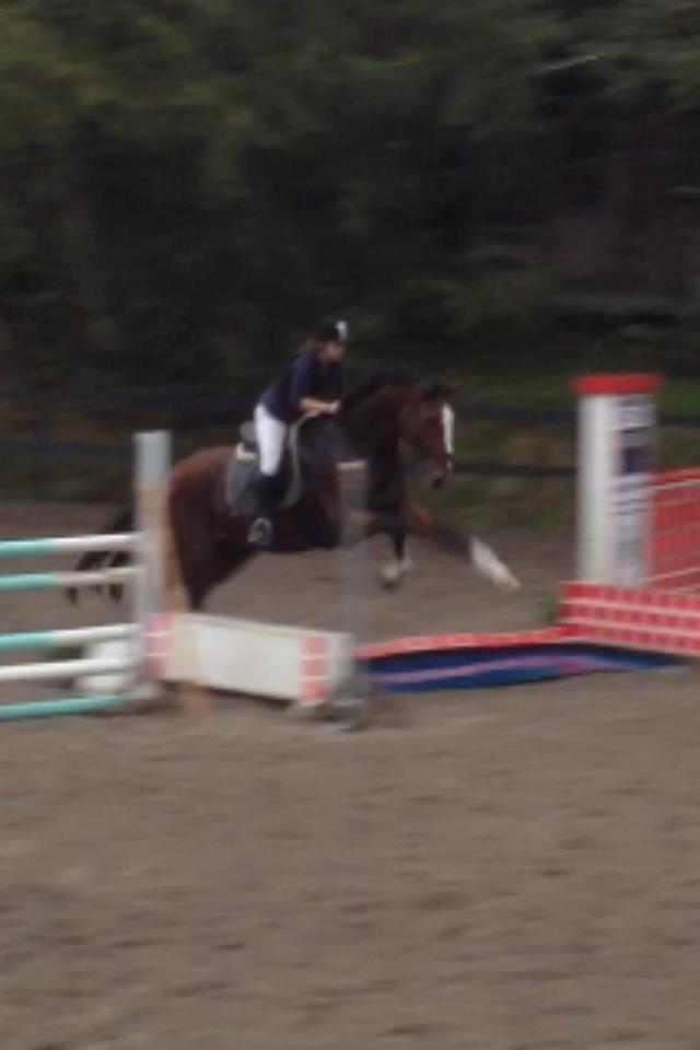 Svensk Varmblod Cadette billede 1