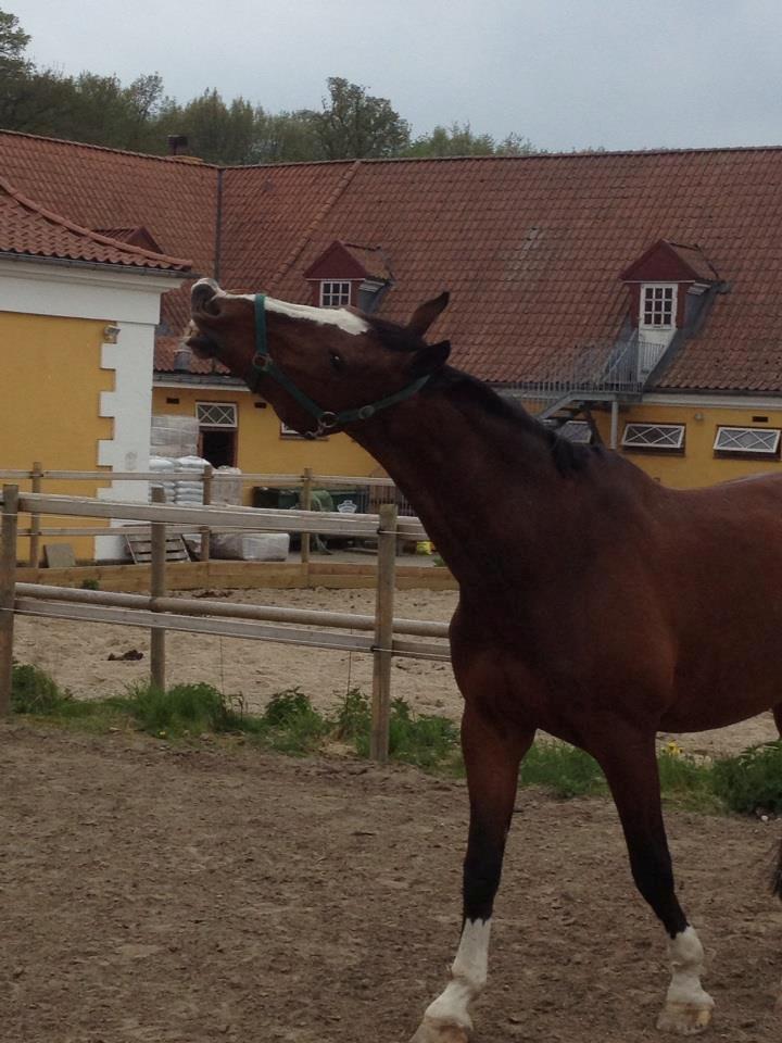 Svensk Varmblod Cadette billede 3