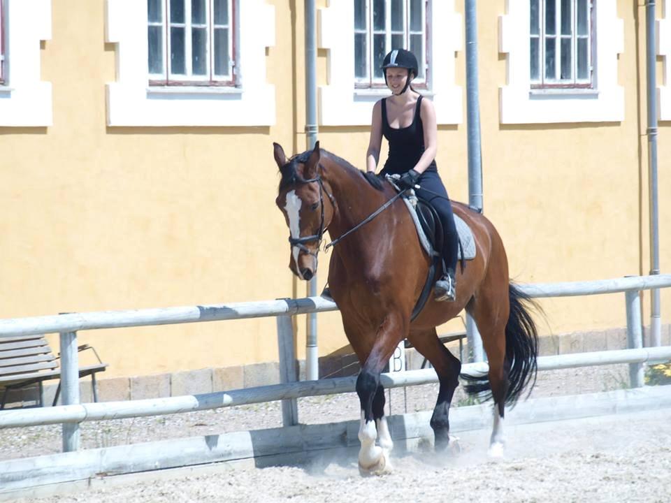 Svensk Varmblod Cadette billede 5