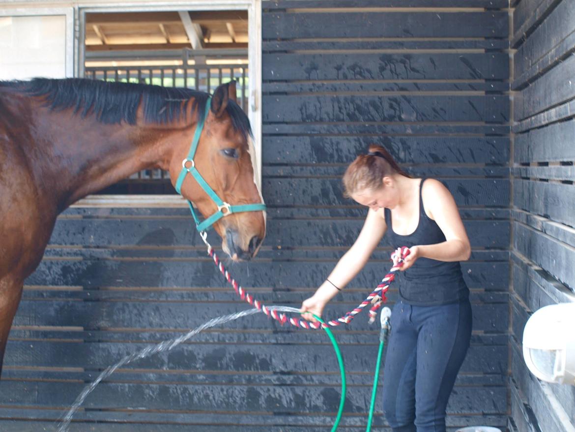 Svensk Varmblod Cadette billede 6