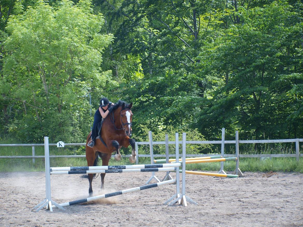 Svensk Varmblod Cadette billede 7