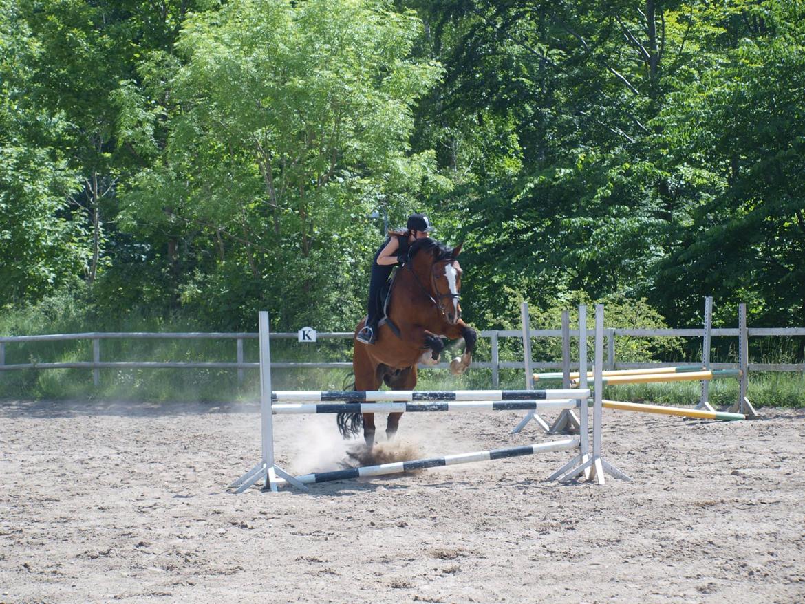 Svensk Varmblod Cadette billede 9