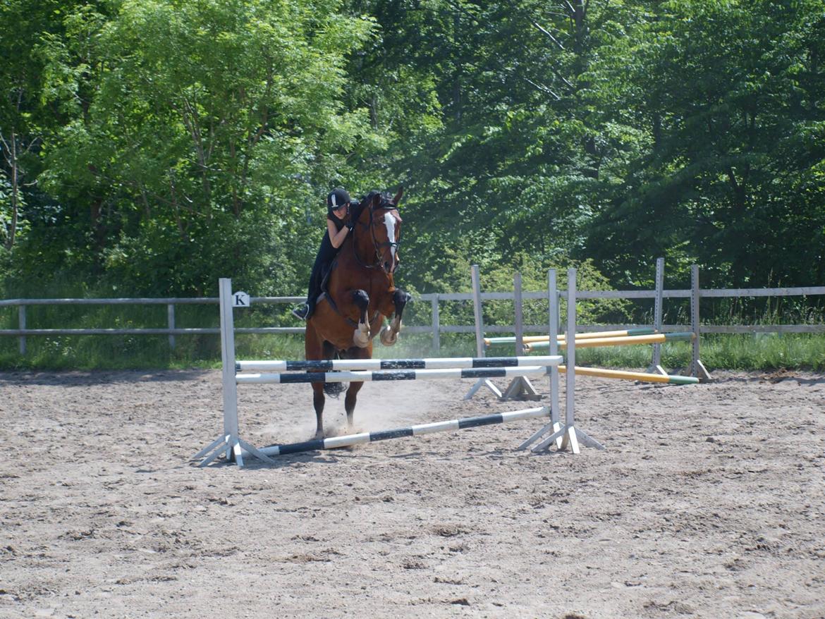 Svensk Varmblod Cadette billede 10