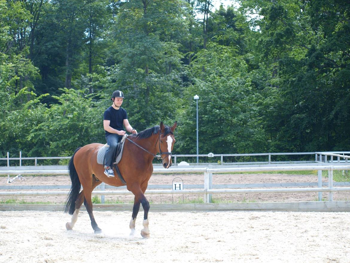 Svensk Varmblod Cadette billede 11