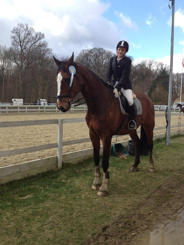 Svensk Varmblod Cadette billede 13