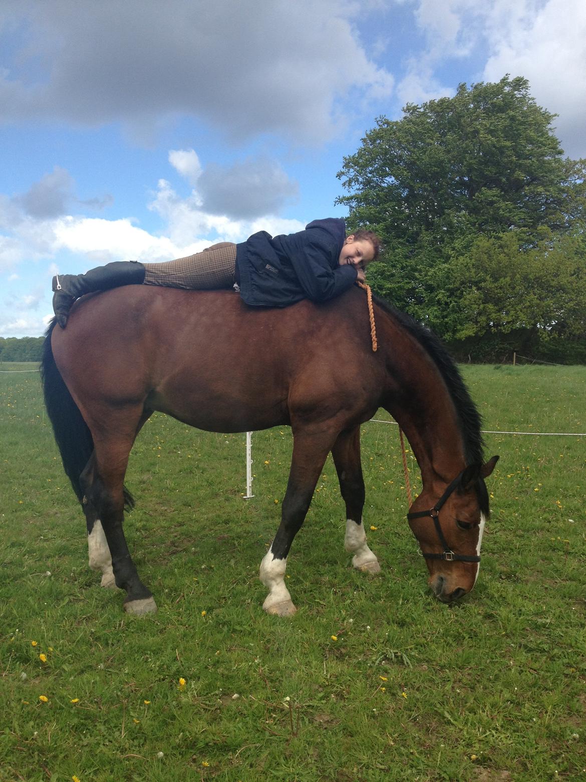 Svensk Varmblod Cadette billede 14