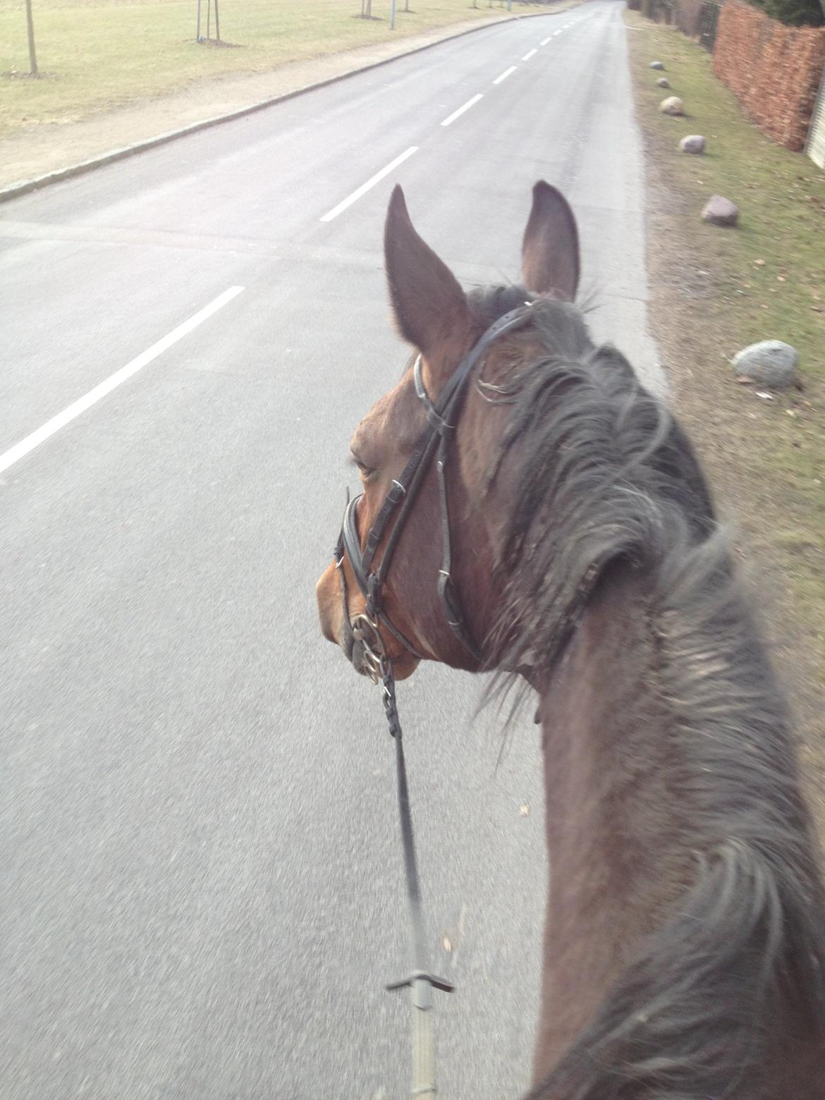 Svensk Varmblod Cadette billede 15