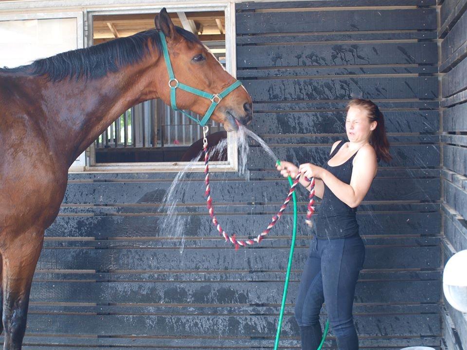 Svensk Varmblod Cadette billede 16