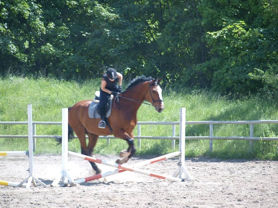 Svensk Varmblod Cadette billede 17