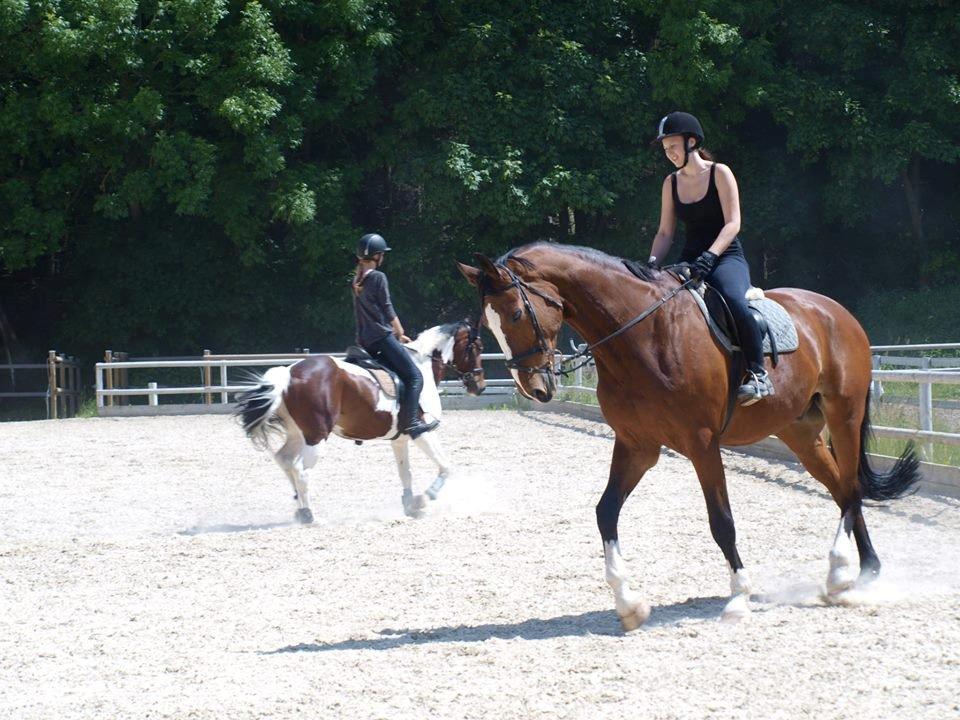 Svensk Varmblod Cadette billede 18