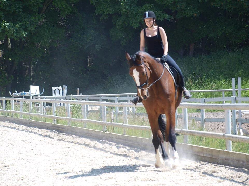 Svensk Varmblod Cadette billede 19