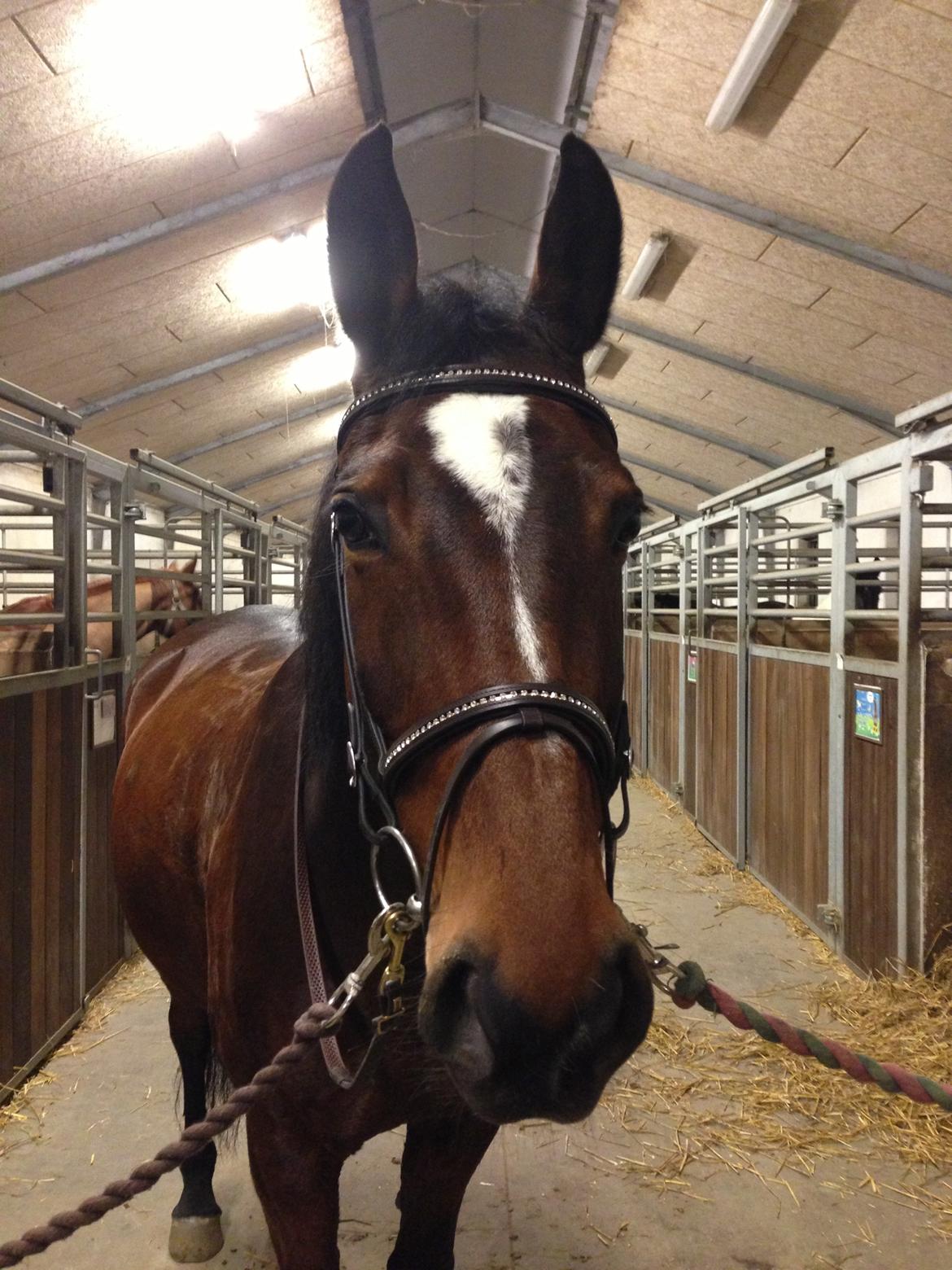 Anden særlig race Chanell billede 5