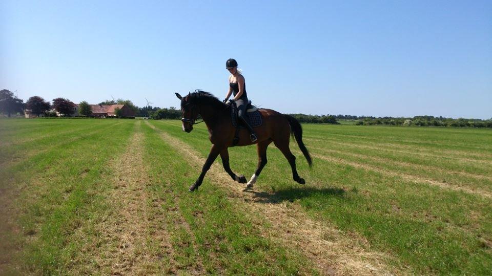 Dansk Varmblod Showmaster Landlyst billede 1