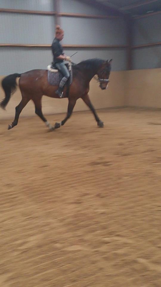 Dansk Varmblod Showmaster Landlyst billede 9