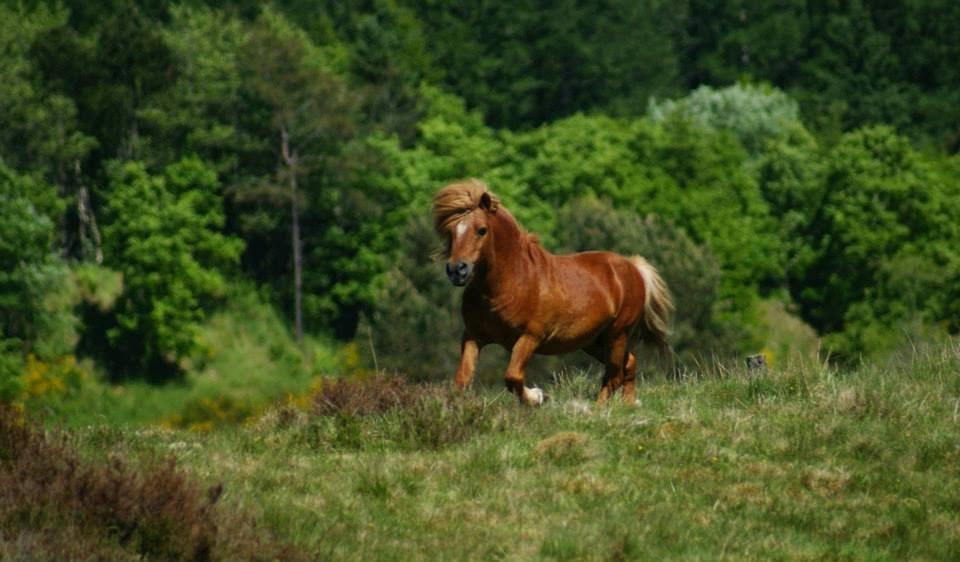 Shetlænder Skovlundens Kevin - Kevin juni 2013, Foto: Helena Jørgensen billede 1