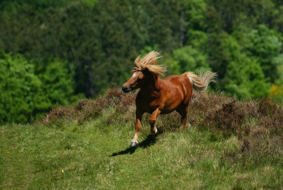 Shetlænder Skovlundens Kevin - Kevin juni 2013, Foto: Helena Jørgensen billede 2