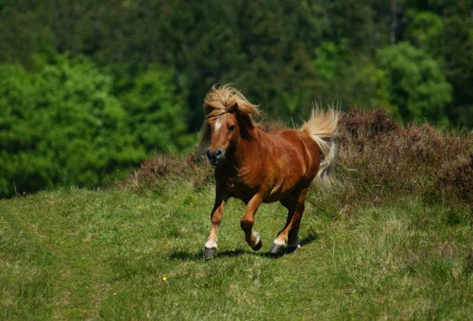 Shetlænder Skovlundens Kevin - Kevin juni 2013, Foto: Helena Jørgensen billede 3