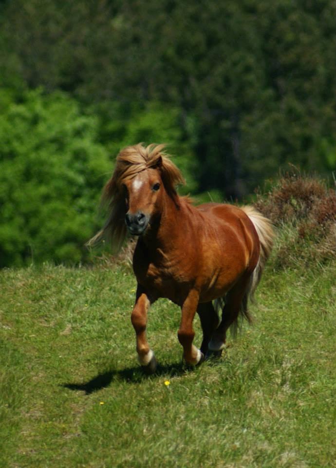 Shetlænder Skovlundens Kevin - Kevin juni 2013, Foto: Helena Jørgensen billede 4