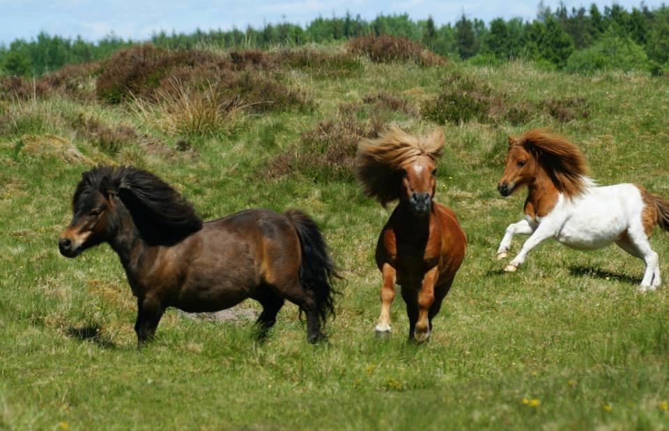 Shetlænder Skovlundens Kevin - Kevin i sit es sammen med damerne. Juni 2013, Foto: Helena Jørgensen billede 5