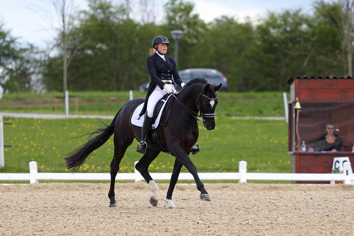 Dansk Varmblod Sandro Man - Ecco-cup kür Foto: Sanne Svendsen billede 20