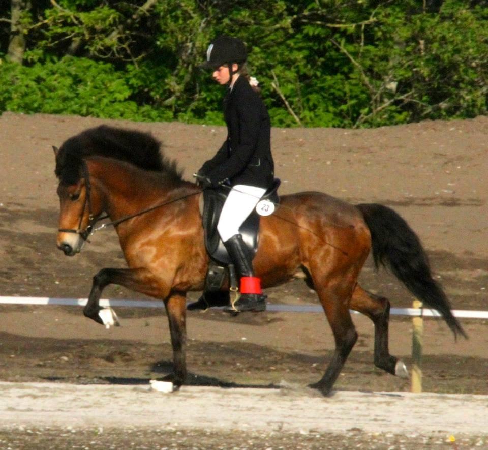 Islænder Ljúfa - Tvistur WRL- stævne 2013
Foto: Lotte Lassen billede 17