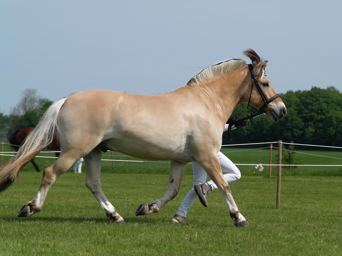 Fjordhest Campari aka. Nullergøjser<3 - Gl. Estrup Landbrugs messe <3  Foto: Marie billede 14