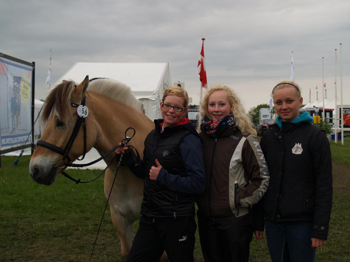 Fjordhest Campari aka. Nullergøjser<3 - Mig og nogle af mine staldhjælpere til gl. Estrup 2013 <3 Foto: Marie (var også en stor hjælp!) billede 16