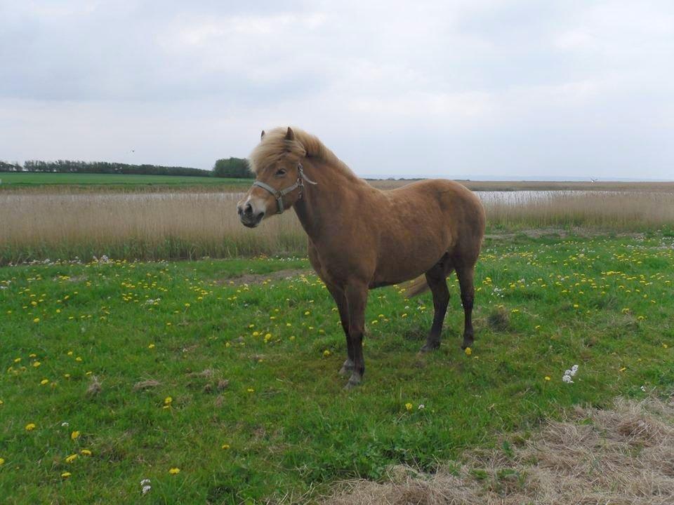 Islænder Kaisa billede 2