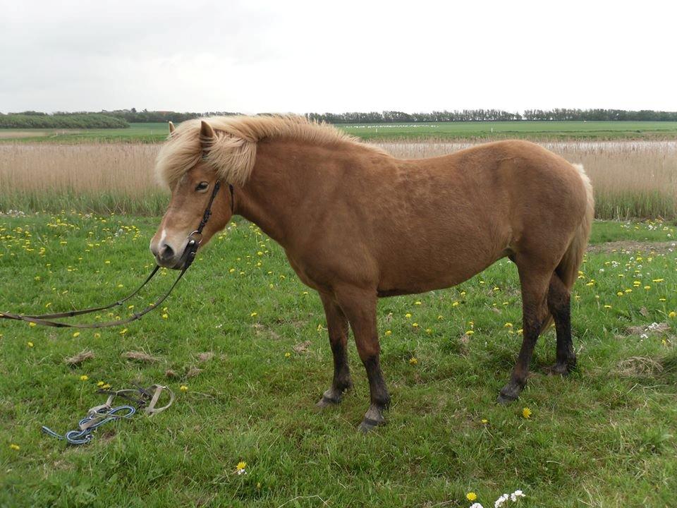 Islænder Kaisa billede 6