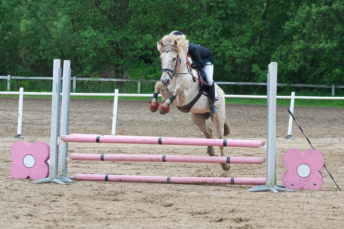 Knabstrupper Hidalgo - Fra vores 3. stævne sammen, her springer vi 70 (: billede 9