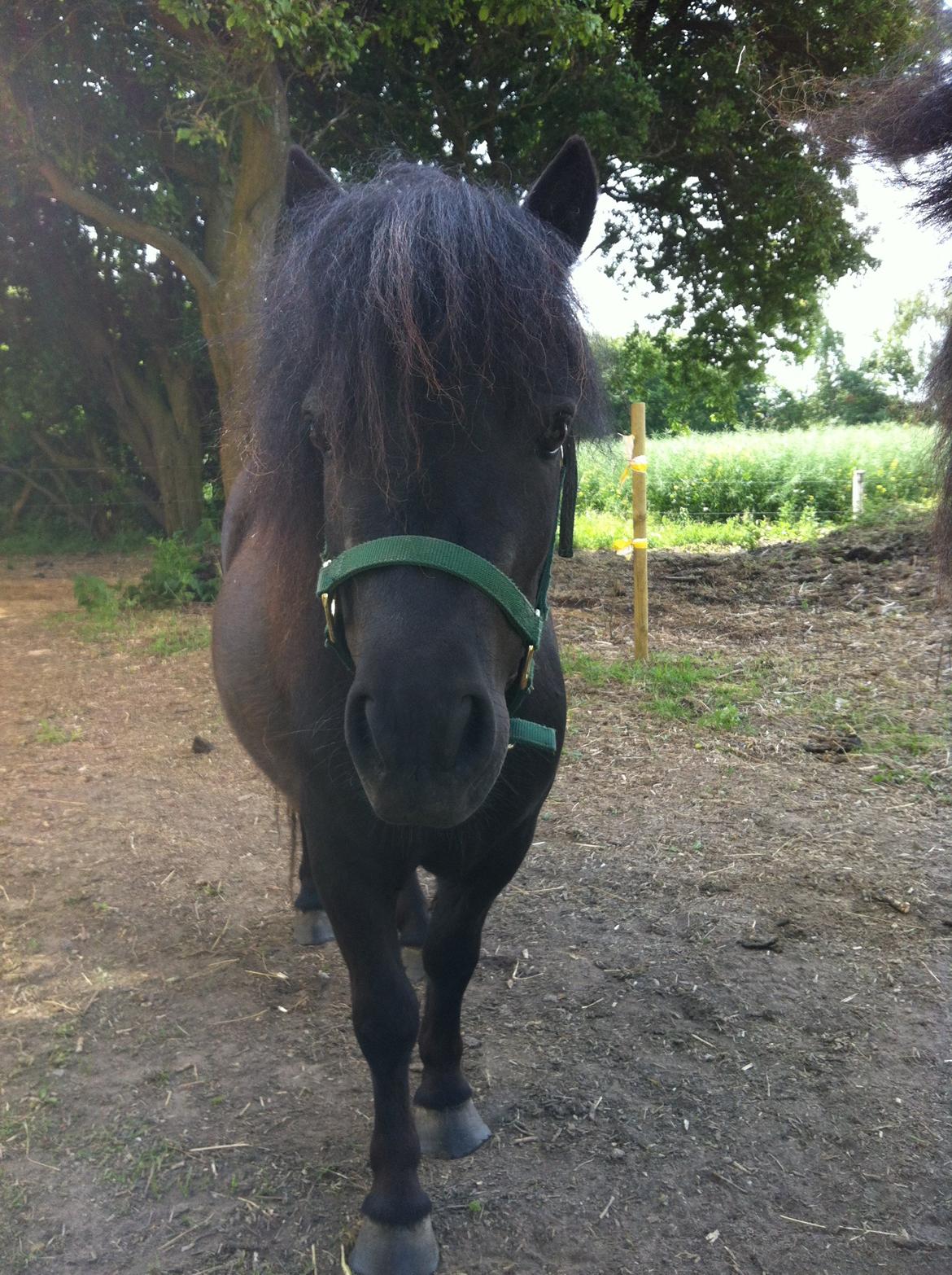 Shetlænder Mille  - smukke mille  billede 1