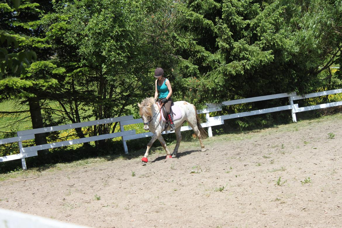 Knabstrupper Hidalgo - Lidt dressur (: billede 10