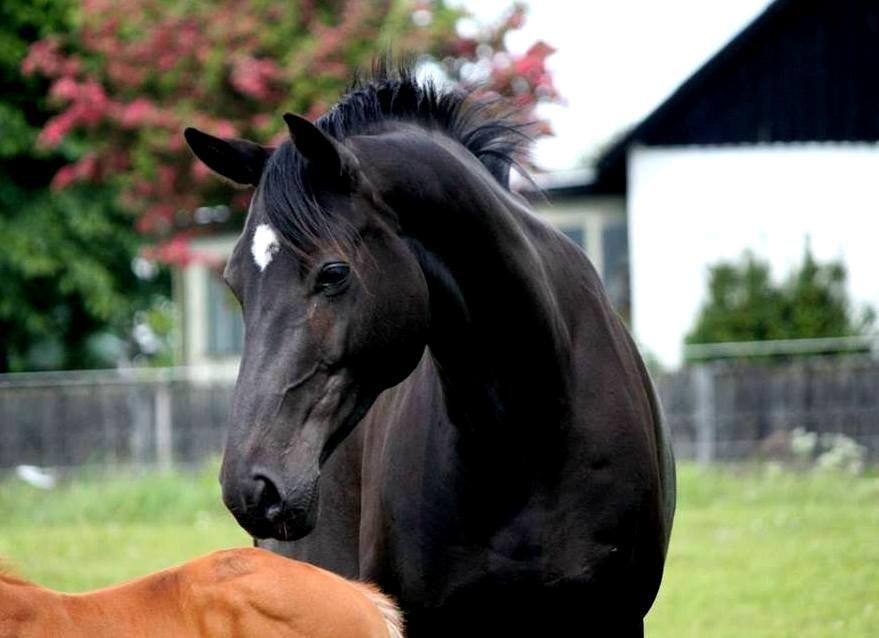 Trakehner Iventia - Juni 2013 billede 1