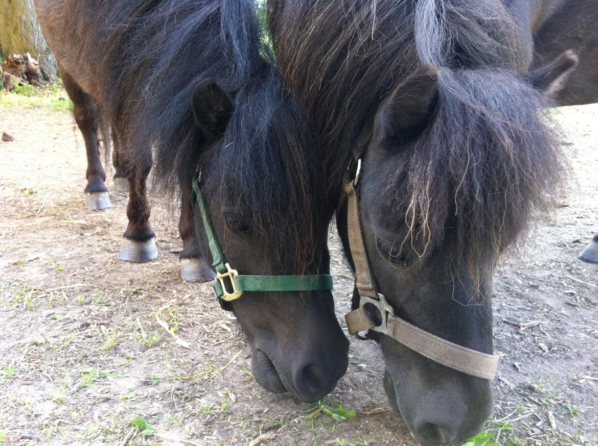 Shetlænder Mille  - mor og datter billede 2