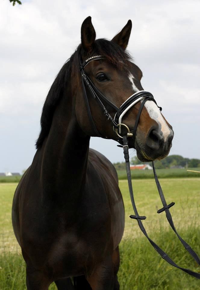 Hannoveraner Linnebjerg's Dollar Girl -  Højlund-Photography © billede 1