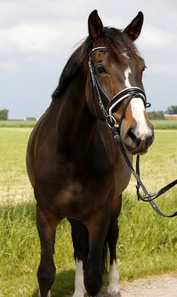 Hannoveraner Linnebjerg's Dollar Girl -  Højlund-Photography © billede 10