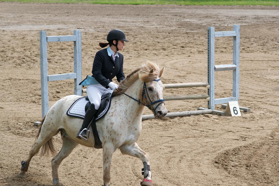 Knabstrupper Hidalgo - Fra stævne på NØR billede 4